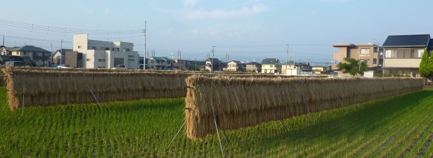 4 - Riz coupé et mis à sécher.JPG