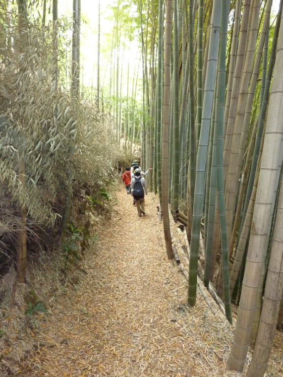 1 - Forêt de bambous - regardez la taille à côté des personnes