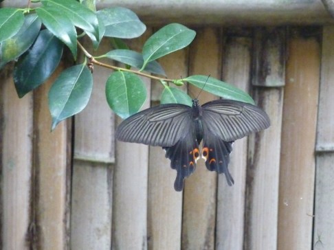 1 - Papillon-corbeau (couleur)