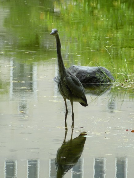 10 - Dans l'eau du lac du Keitakuen
