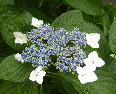 12 - Première fois que je vois ces fleurs 1 - ajisai