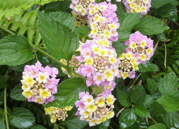 13 - Première fois que je vois ces fleurs 2