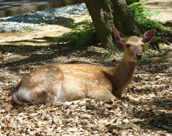 14 - Daim de Nara