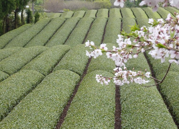 18 - La vue donne en plein sur une plantation de thé vert