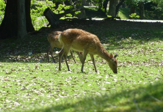 2 - Les fameux daims de Nara