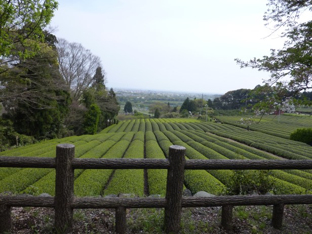 2 - Plantation de thé