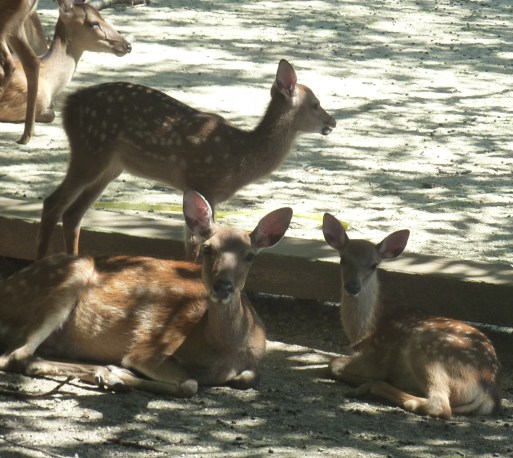 3 - Les daims en liberté dans toute l'île