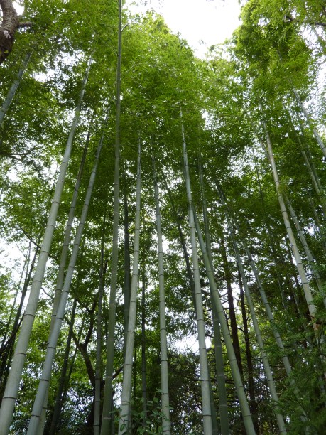 30 - Des bambous immenses, que je rêve d'avoir devant ma fenêtre