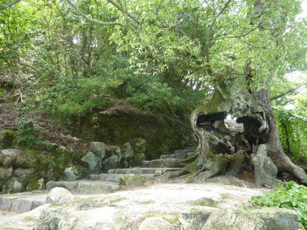 31 - Escaliers et vieil arbre