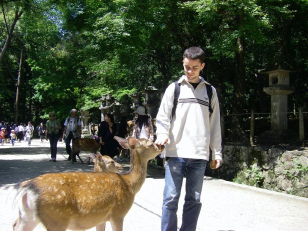 34 - Les cerfs de Nara
