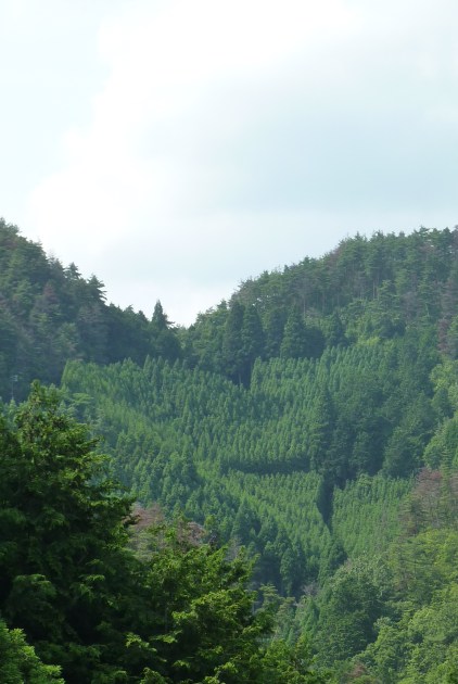 4 - Forêt en forme de coeur !!