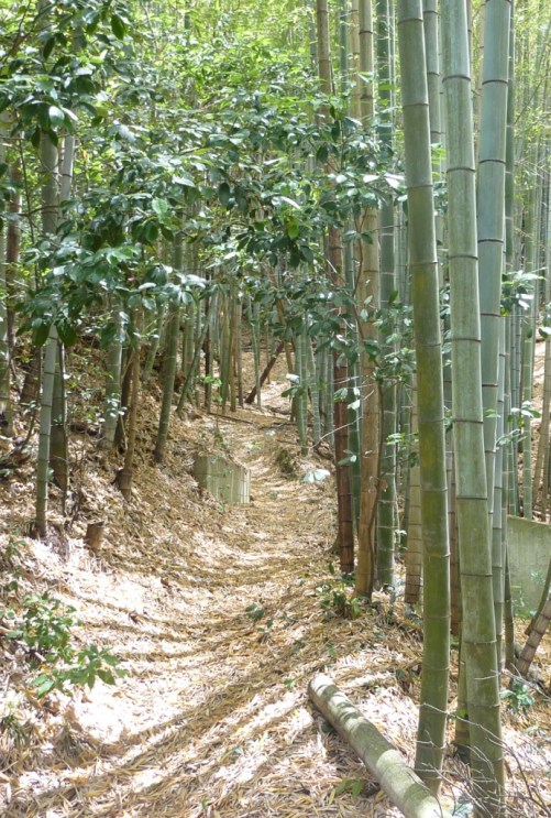 4 - Le sentier de la colline où je vais courir