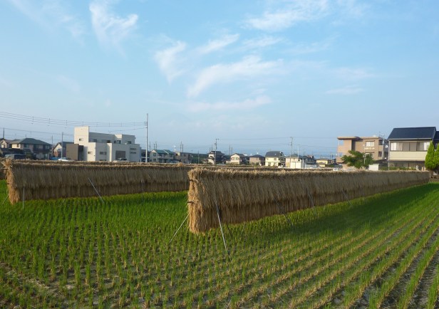 4 - Riz coupé et mis à sécher
