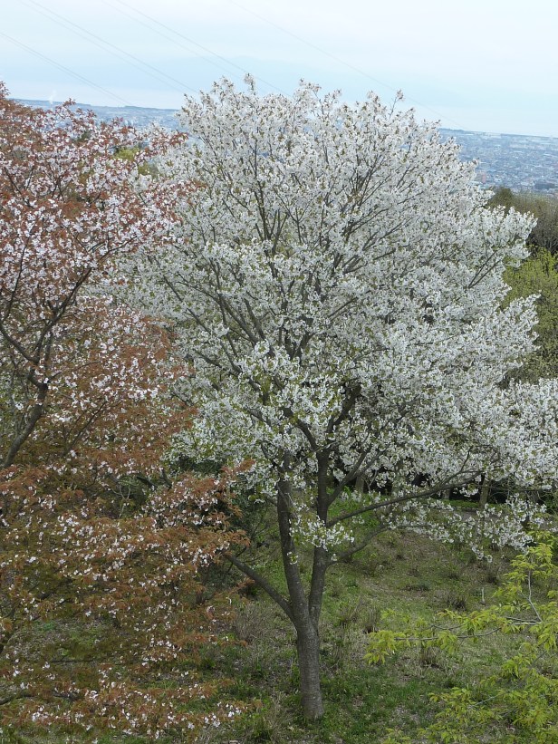 40 - Un sakura fleuri - on dirait de l'impressionnisme, ou même du pointillisme