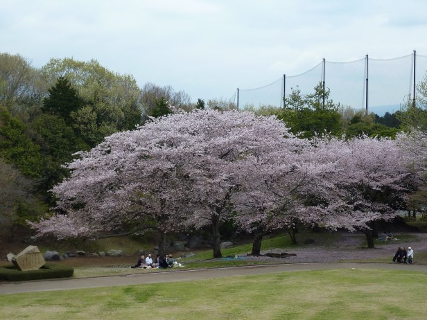43 - Qui sont en fleurs comme vous pouvez le constater
