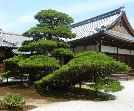 5 - Pin matsu avec des soutiens