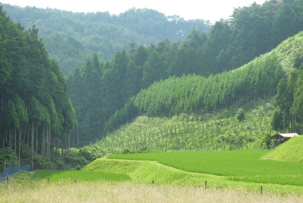 6 - La même rizière