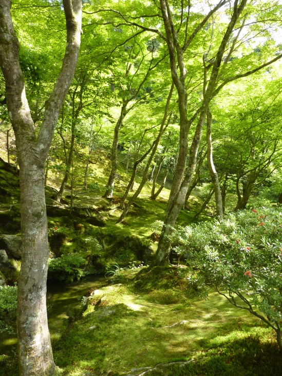 7 - Paysage magnifique avec la mousse si importante dans les jardins japonais