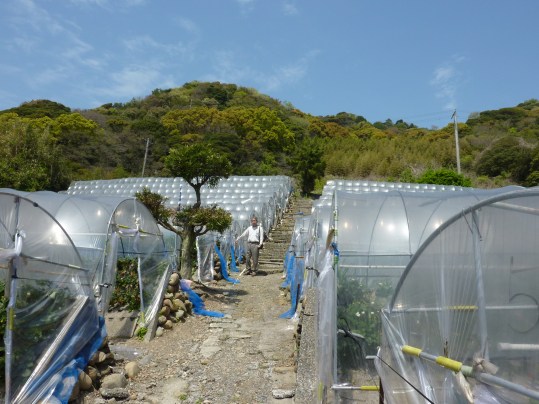 8 - Vue de la colline avec une partie des serres