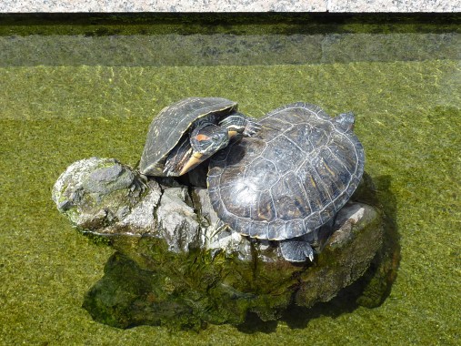 Deux tortues sur une représentation en pierre d'une divinité tortue