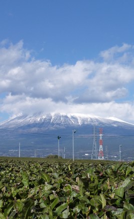 Mont Fuji pris dans les champs de thé