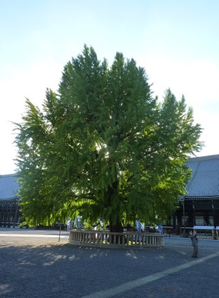 12 - Temple Nishi Hongan-ji ('Nishi' signifie 'ouest') - Un arbre magnifique et imposant