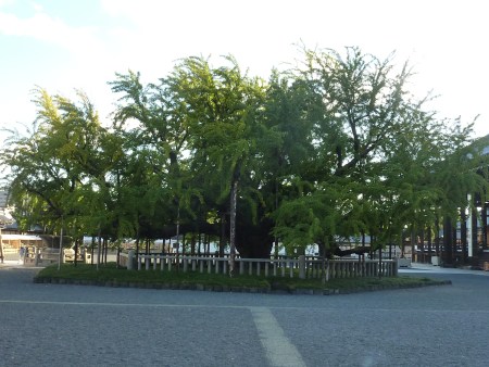13 - Autre arbre magnifique du Nishi Hongan-ji