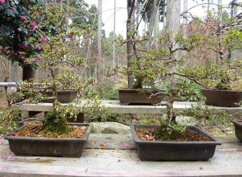 13 - Plusieurs bonzaïs