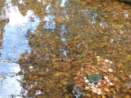 2 - Feuilles d'érables tombées hier pendant la tempête