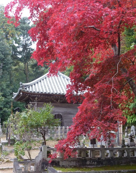 23 - Un érable vraiment rouge dans la colline