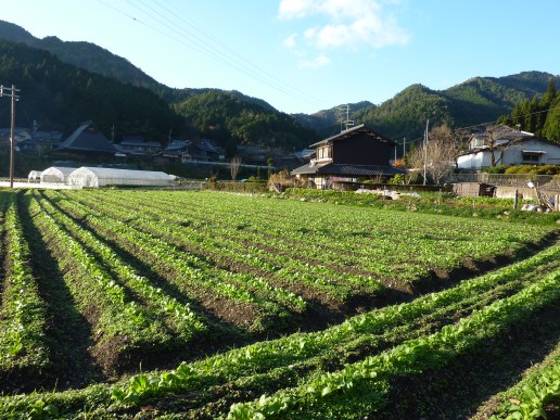 25 - Ôhara est une ville d'agriculteurs