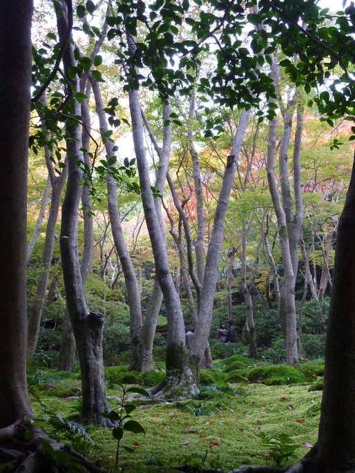 26 - Une vue magnifique du jardin