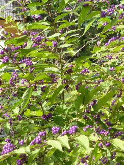 4 - Callicarpa japonica, ou 'Arbuste aux bonbons' du Japon
