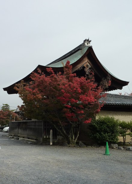 4 - C'est la période des momiji, les érables qui rougissent en automne