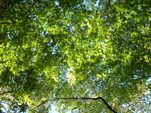 7 - Erables japonais (momiji) sous le soleil d'automne