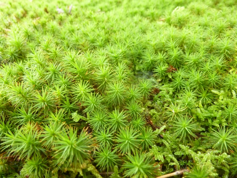 P1070775