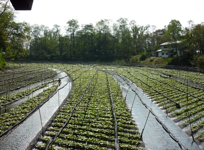 P1070912