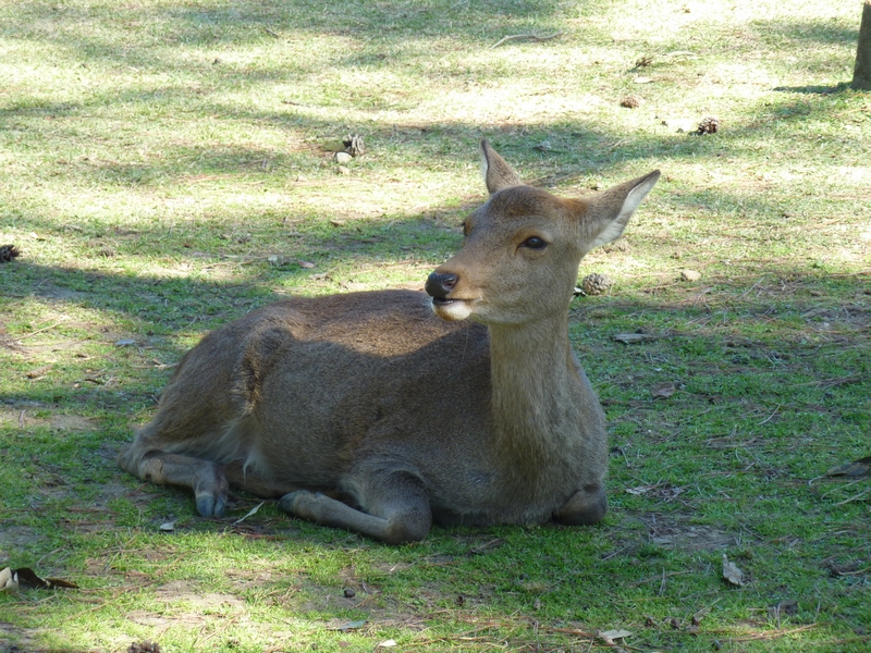 P1080052